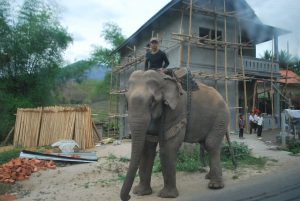 éléphant de Nong kiaw Laos 
